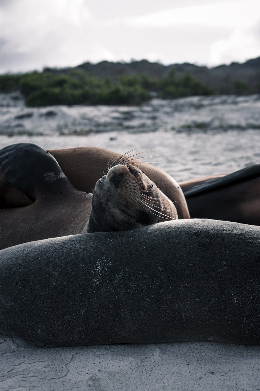 serenity among galapagos sea lions